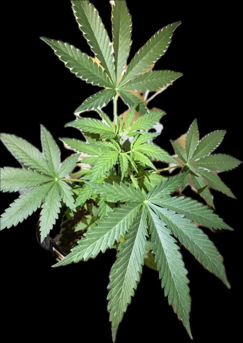 Gorilla Cookies FF (Outdoor Contest). Week 7