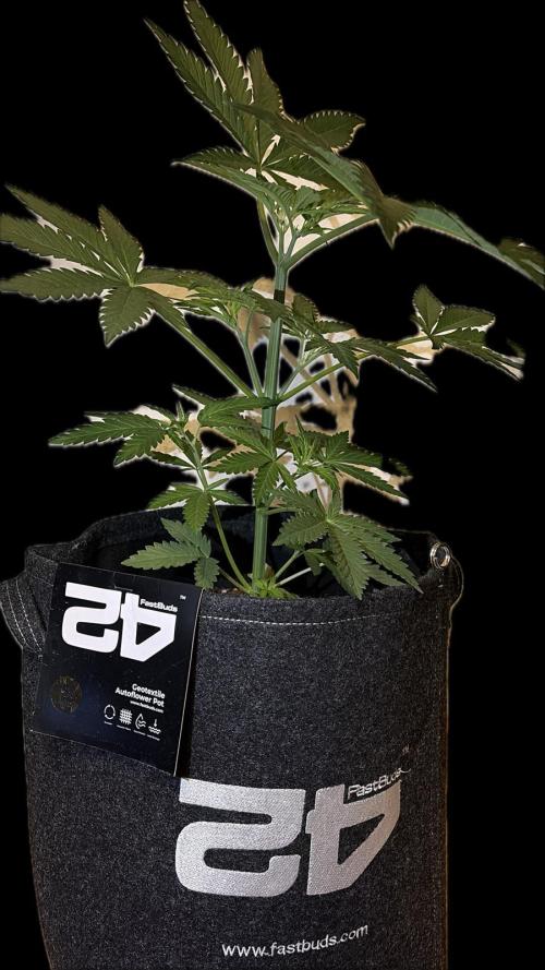Gorilla Cookies FF (Outdoor Contest). Week 7
