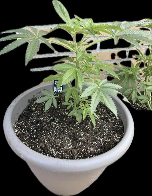 Gorilla Cookies FF (Outdoor Contest). Week 8