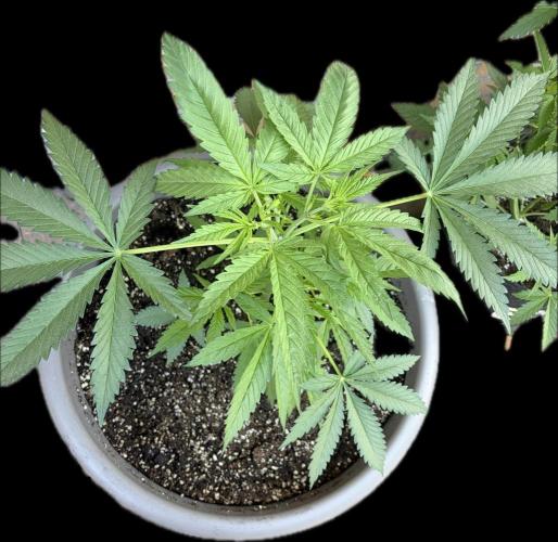 Gorilla Cookies FF (Outdoor Contest). Week 8