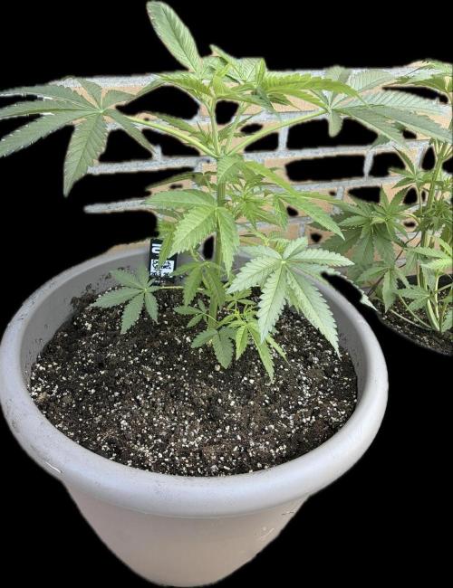 Gorilla Cookies FF (Outdoor Contest). Week 8