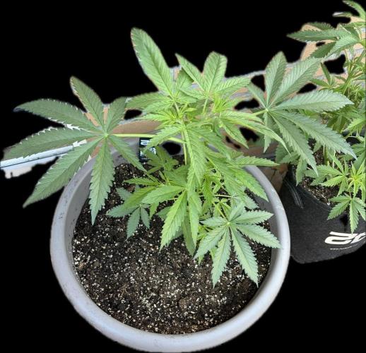 Gorilla Cookies FF (Outdoor Contest). Week 8