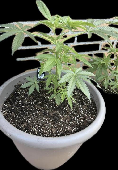 Gorilla Cookies FF (Outdoor Contest). Week 8