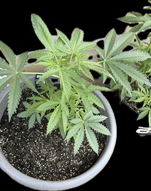 Gorilla Cookies FF (Outdoor Contest). Week 8