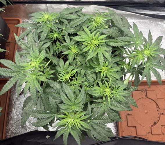 White Widow | Divine Seeds. Week 5