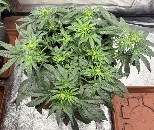 White Widow | Divine Seeds. Week 5