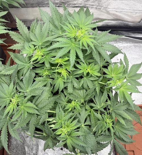 Gorilla Cookies FF | Fastbuds. Week 5