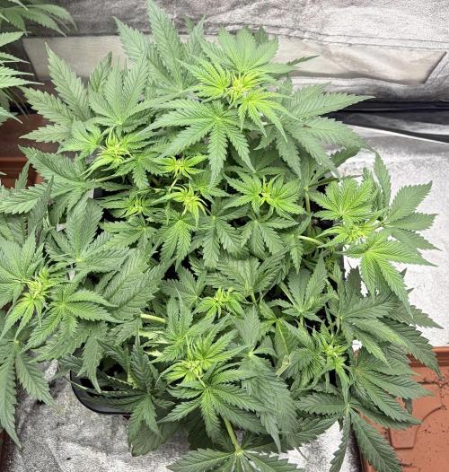 Gorilla Cookies FF. Week 5