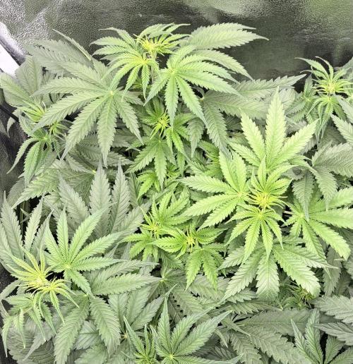 Orange Sherbet FF | Fastbuds. Week 5