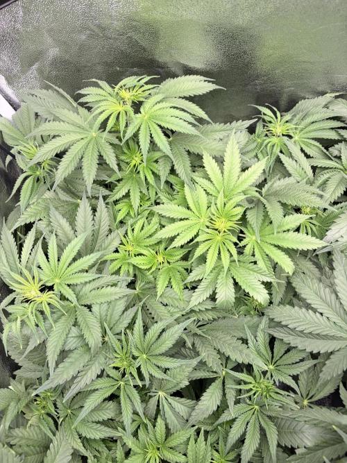 Orange Sherbet FF | Fastbuds. Week 5