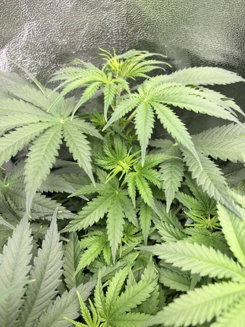 Orange Sherbet FF | Fastbuds. Week 5