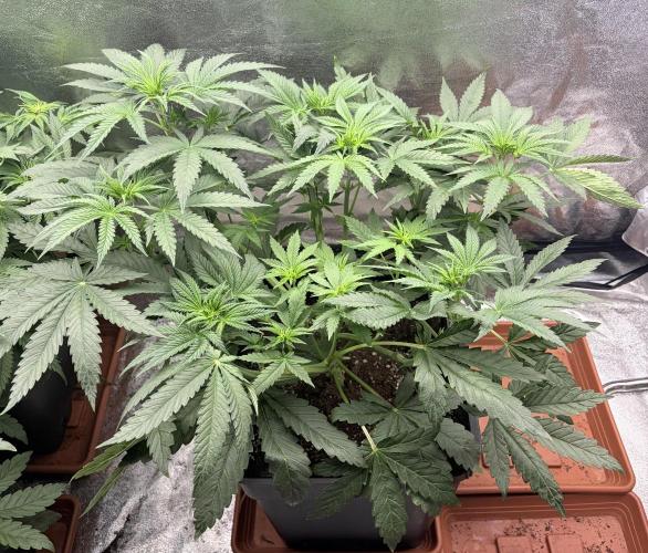 Lemon Cherry Runtz | Fastbuds. Week 5