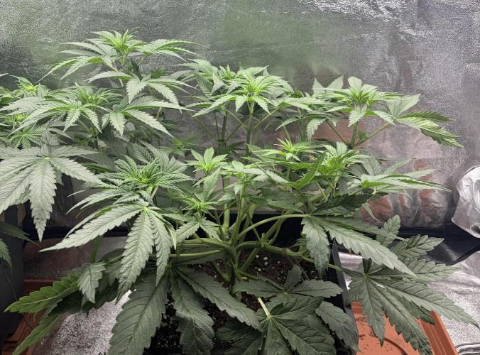 Lemon Cherry Runtz. Week 5