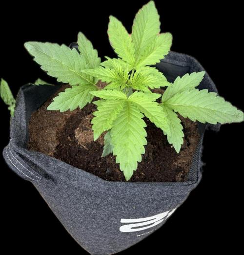 Guava Runtz Auto | Fastbuds (Outdoor). Week 3
