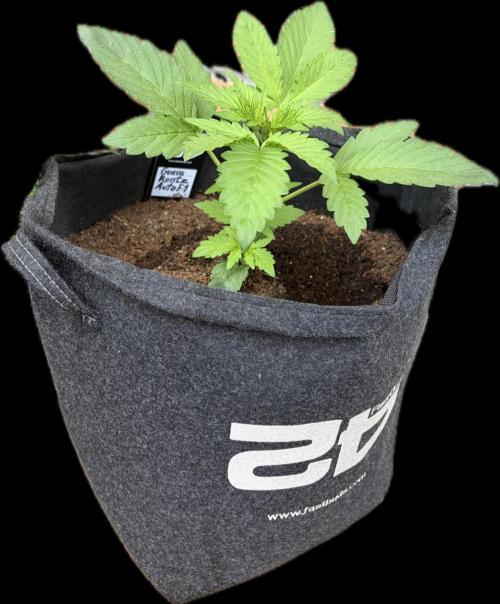 Guava Runtz Auto | Fastbuds (Outdoor). Week 3
