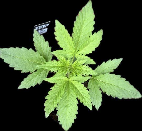 Guava Runtz Auto | Fastbuds (Outdoor). Week 3