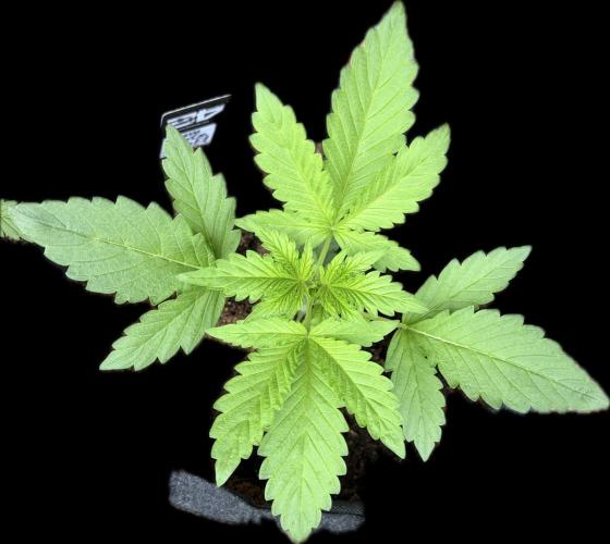 Guava Runtz Auto | Fastbuds (Outdoor). Week 3