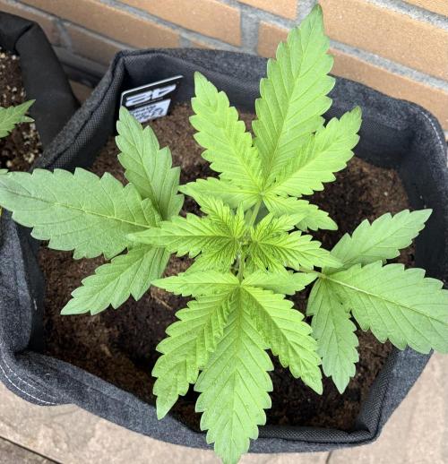 Guava Runtz Auto | Fastbuds (Outdoor). Week 3