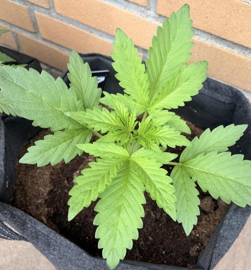 Guava Runtz Auto. Week 3