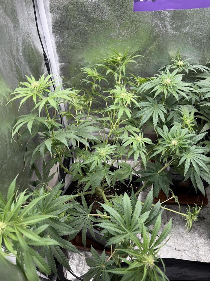 Orange Sherbet FF | Fastbuds. Week 6