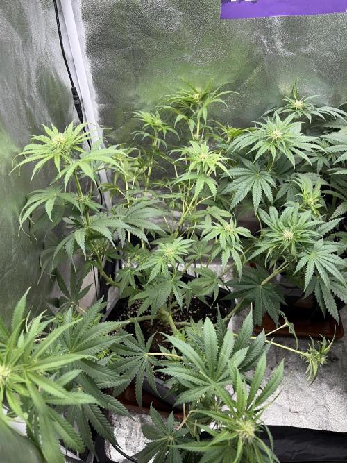 TSL2000 300W LED. Week 6