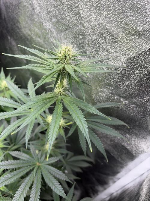 Leaf Buds White Widow | Divine Seeds. Week 6