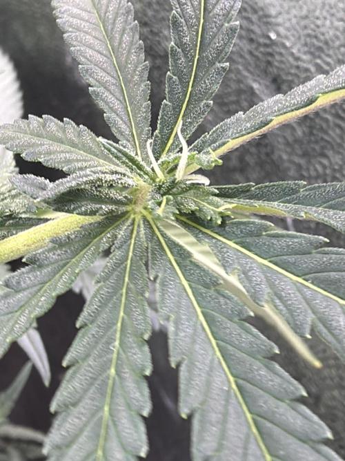 Leaf Buds White Widow | Divine Seeds. Week 6