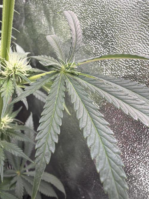 Leaf Buds White Widow | Divine Seeds. Week 6