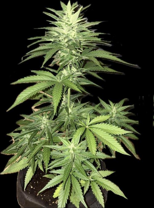 Auto Opium. Week 8