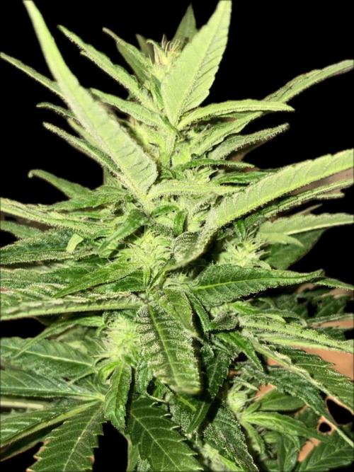 Auto Opium. Week 8