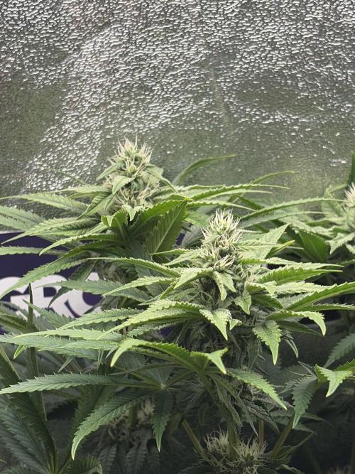 Lemon Cherry Runtz | Fastbuds. Week 8