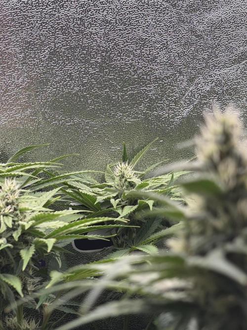 Lemon Cherry Runtz | Fastbuds. Week 8