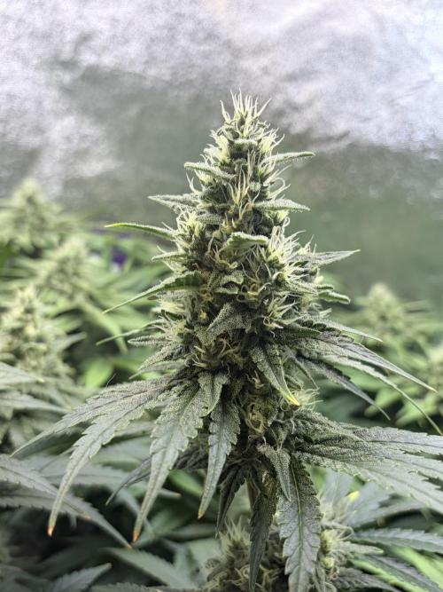 White Widow | Divine Seeds. Week 10