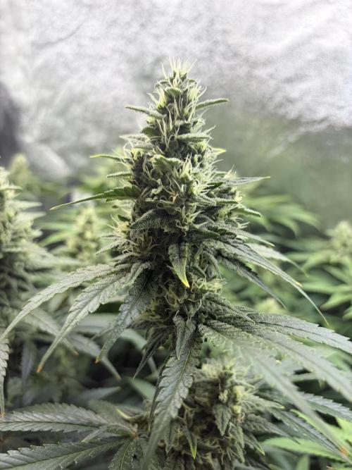 White Widow. Week 10