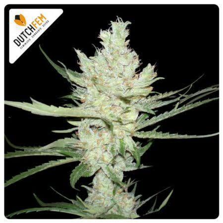 Amnesia Haze Original. Week 0