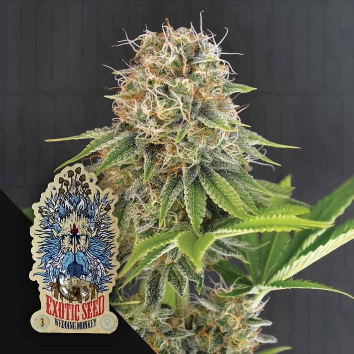 Wedding Monkey | Exotic Seeds. Week 0