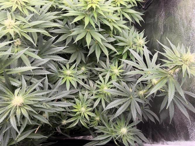 Leaf Buds White Widow | Divine Seeds. Week 6