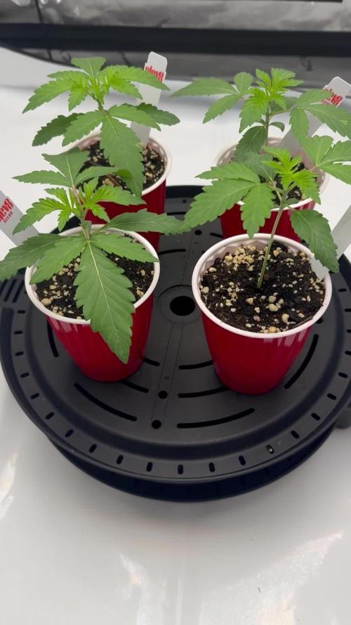 Sunroom grow(in tents)