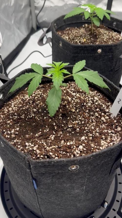 Sunroom grow(in tents)