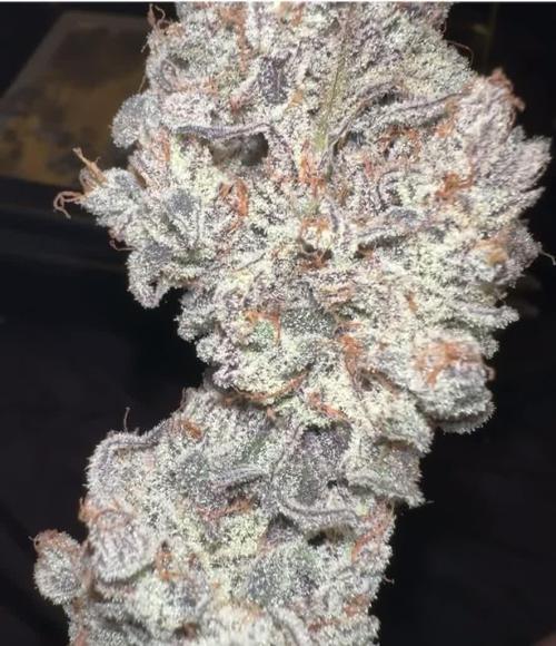 Koosh the magic dragon #8