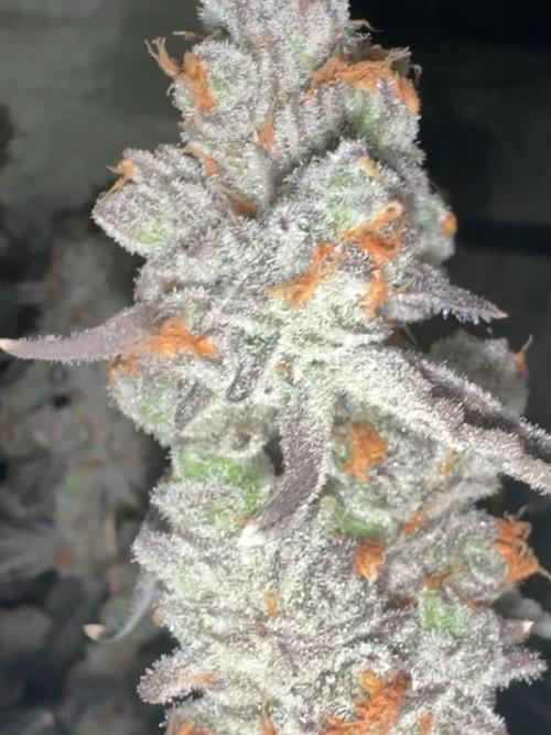 Platinum Chimera Breath 16