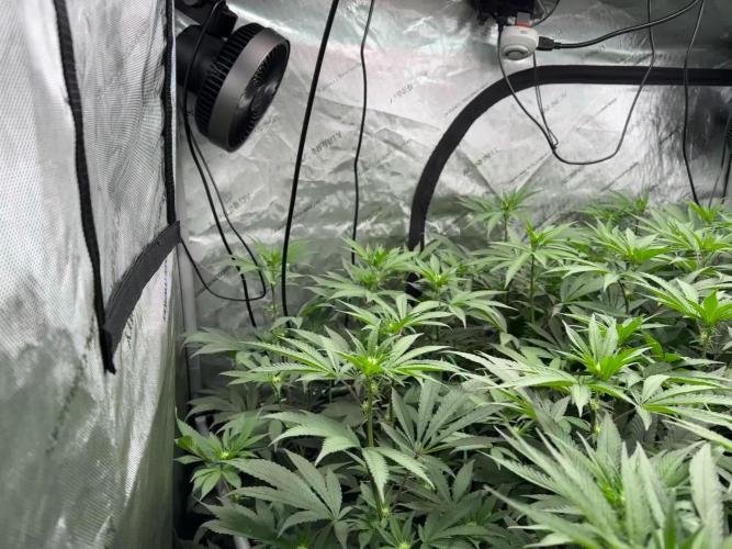Purple City Genetics