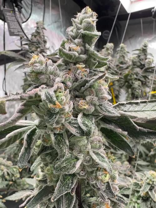 Purple City Genetics