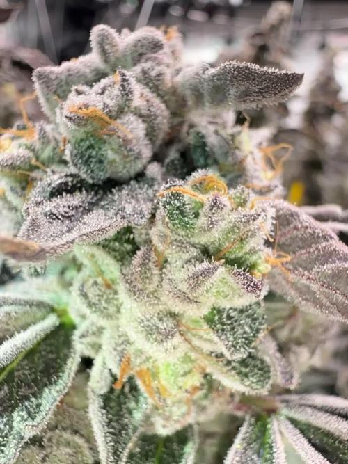 Purple City Genetics
