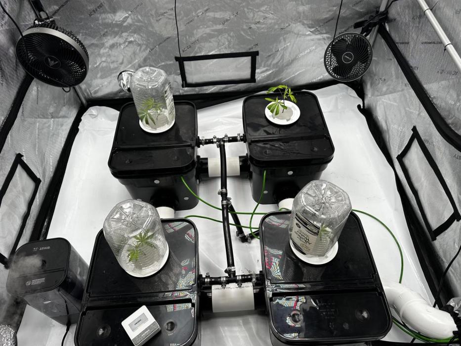 Blue Zushi. Week 1 - Clones in buckets and roots in water. Nothing exciting happening yet. 