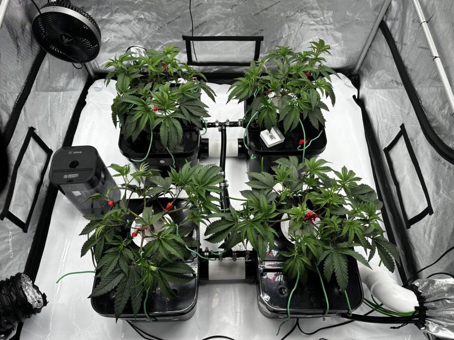 Blue Zushi. Week 3 - LST these gals as much as possible. 