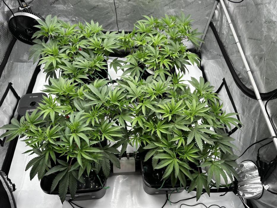 Blue Zushi. Week 4 - Plants are healthy!