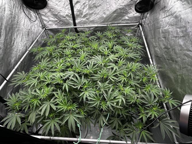 Blue Zushi. Week 5 - She’s showing her lady parts. 😝 