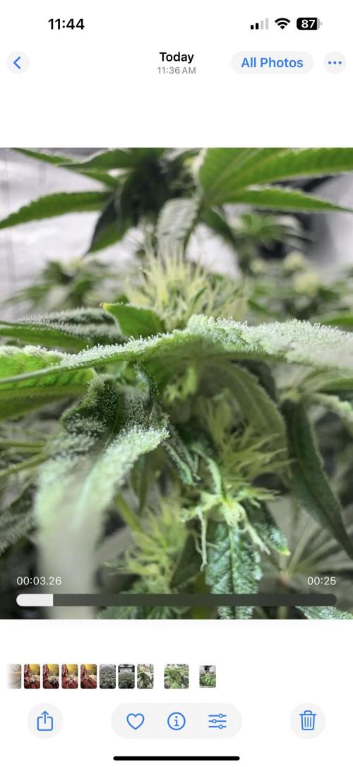 Blue Zushi. Week 6 - Trichomes development on leaf. Beautiful!