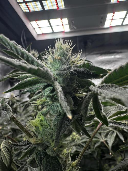 Blue Zushi. Week 8 - Trichomes coming baby!